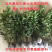 蓝莓树苗南方北方种植蓝莓苗盆栽地栽蓝莓树苗耐寒带叶带土