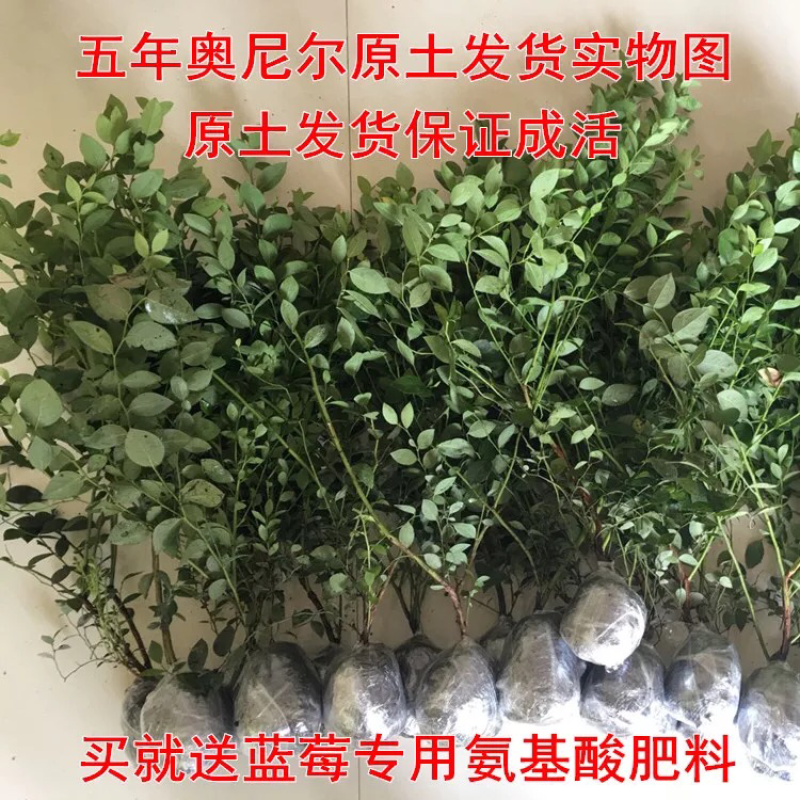 蓝莓树苗南方北方种植蓝莓苗盆栽地栽蓝莓树苗耐寒带叶带土
