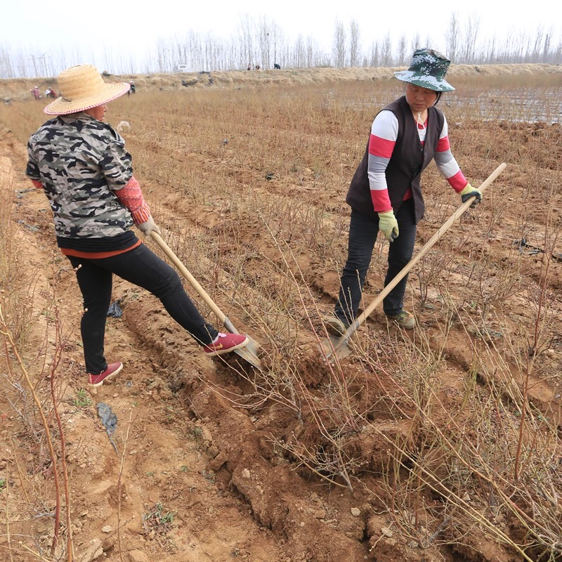 蓝莓树苗南方北方种植蓝莓苗盆栽地栽蓝莓树苗耐寒带叶带土