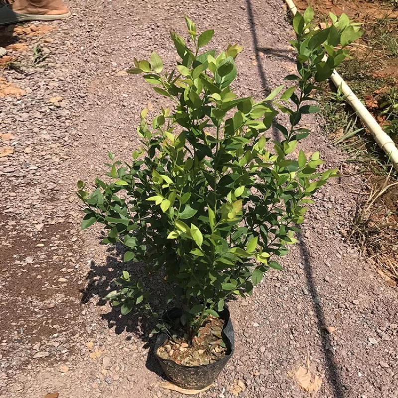 蓝莓树苗南方北方种植蓝莓苗盆栽地栽蓝莓树苗耐寒带叶带土
