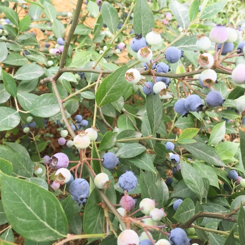 蓝莓树苗南方北方种植蓝莓苗盆栽地栽蓝莓树苗耐寒带叶带土