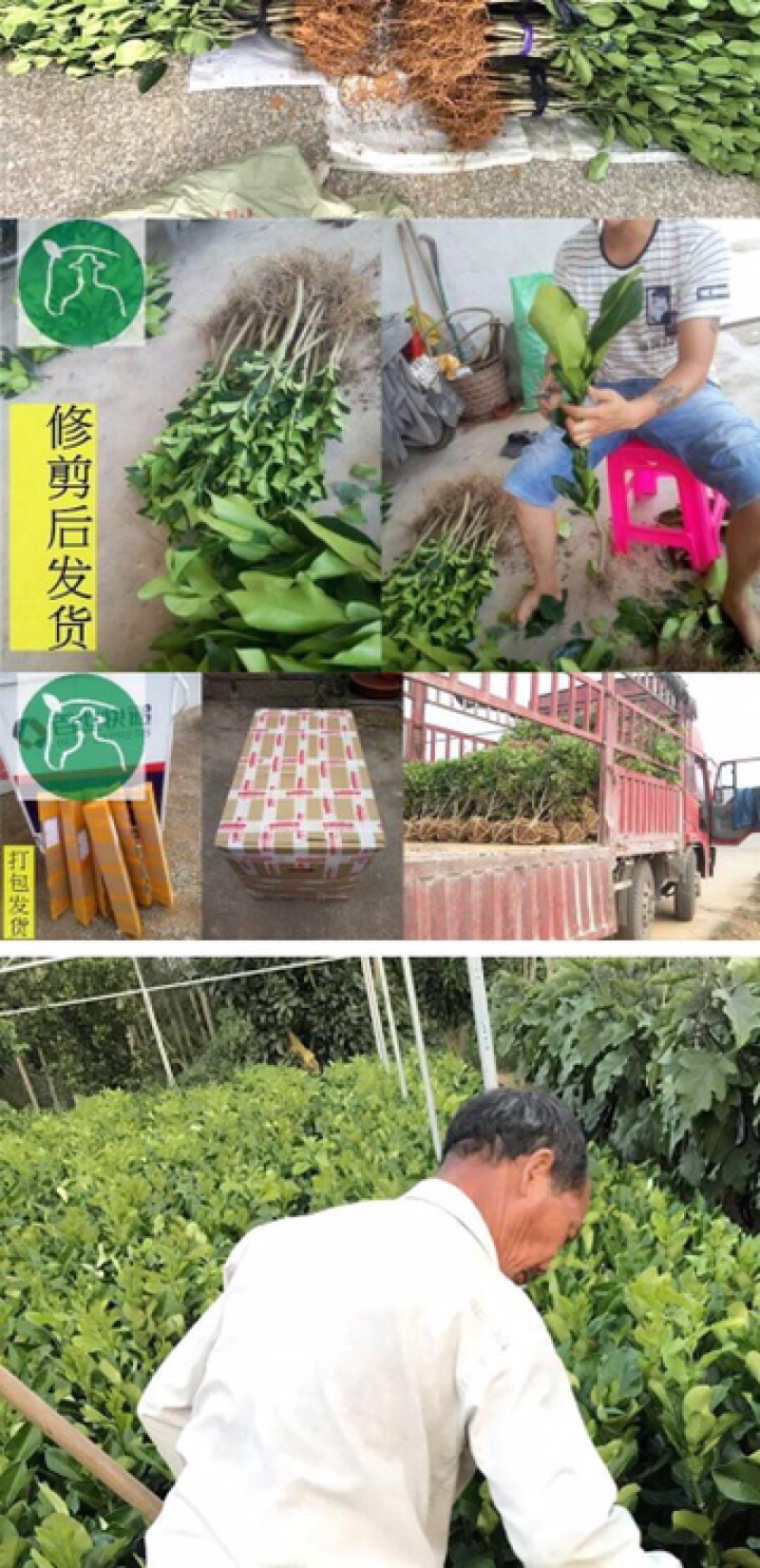 盆栽室内柚子苗树苗当年结果四季地栽南方红心三红蜜柚沙田柚
