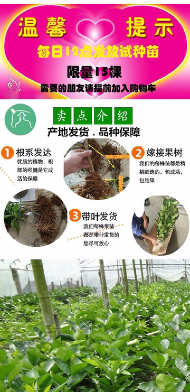 盆栽室内柚子苗树苗当年结果四季地栽南方红心三红蜜柚沙田柚