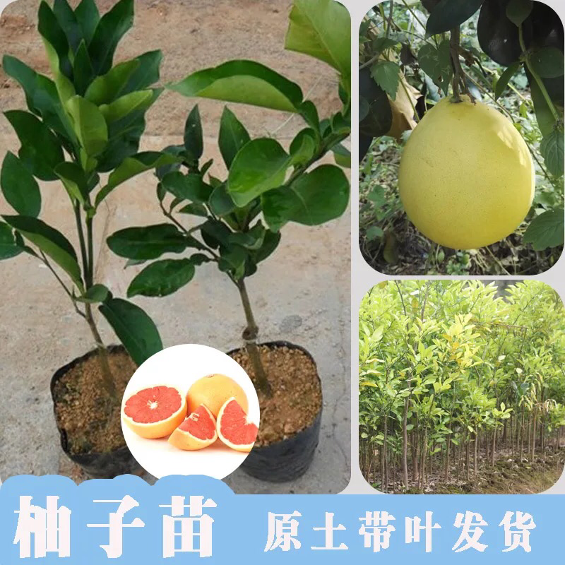盆栽室内柚子苗树苗当年结果四季地栽南方红心三红蜜柚沙田柚