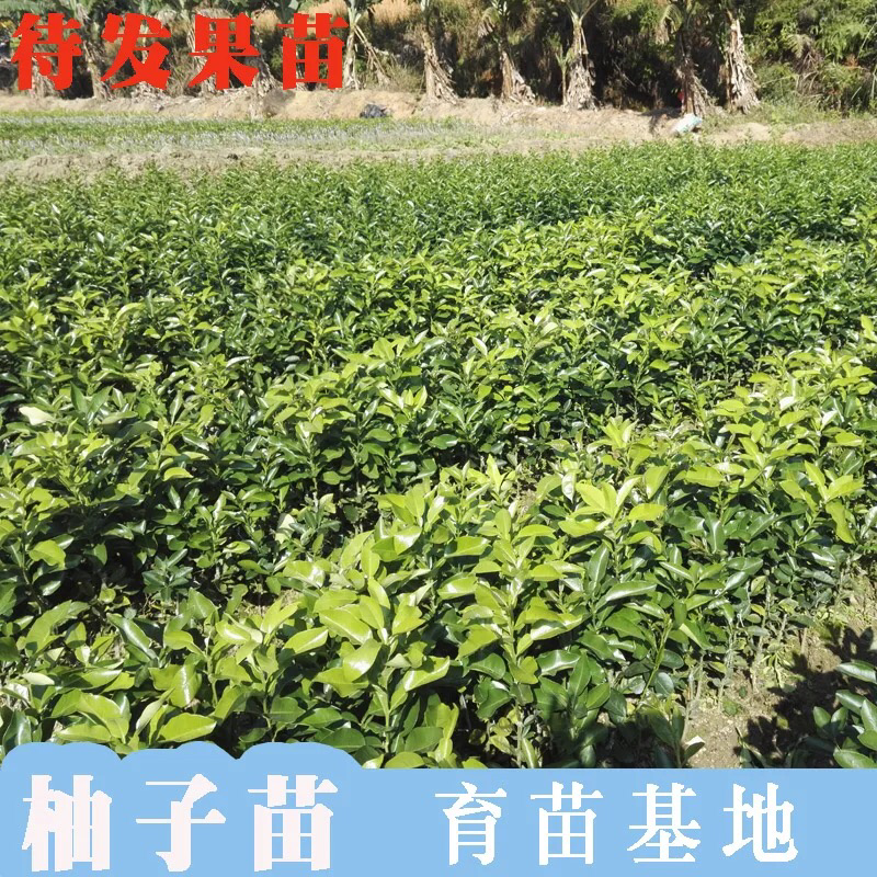 盆栽室内柚子苗树苗当年结果四季地栽南方红心三红蜜柚沙田柚