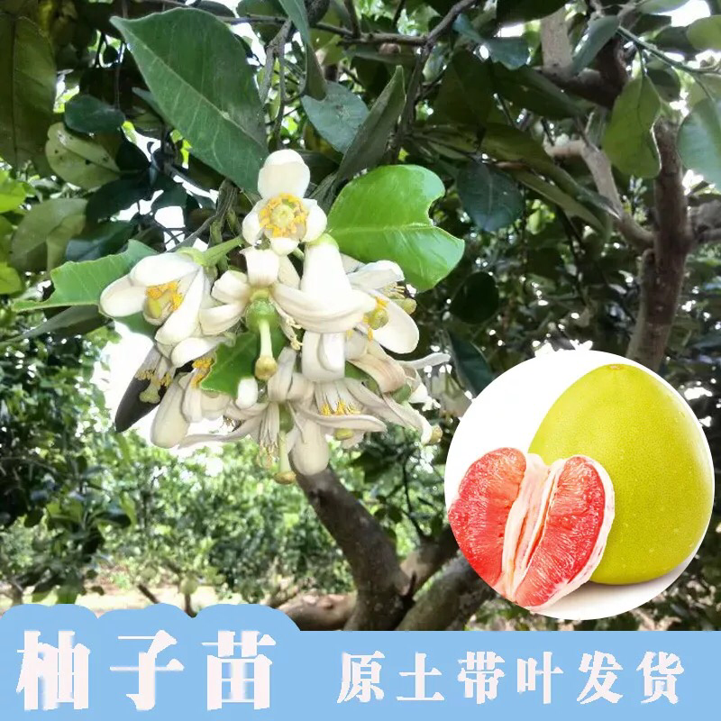 盆栽室内柚子苗树苗当年结果四季地栽南方红心三红蜜柚沙田柚