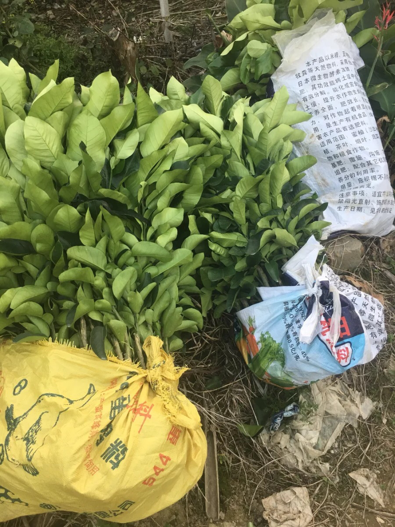 盆栽室内柚子苗树苗当年结果四季地栽南方红心三红蜜柚沙田柚