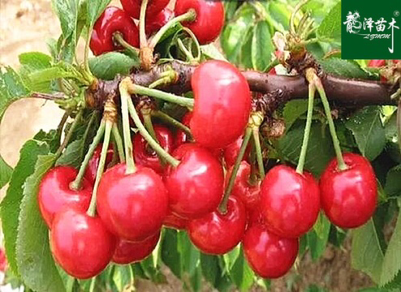 果树苗大樱桃树苗南北方种植当年结果盆栽地栽超甜四