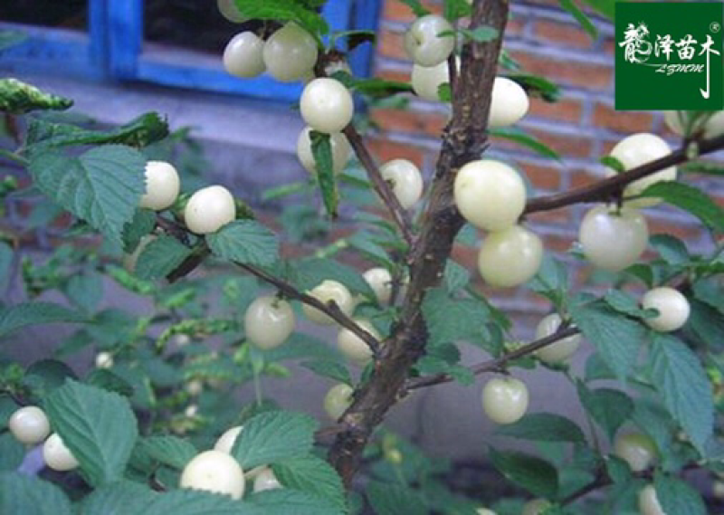 果树苗大樱桃树苗南北方种植当年结果盆栽地栽超甜四
