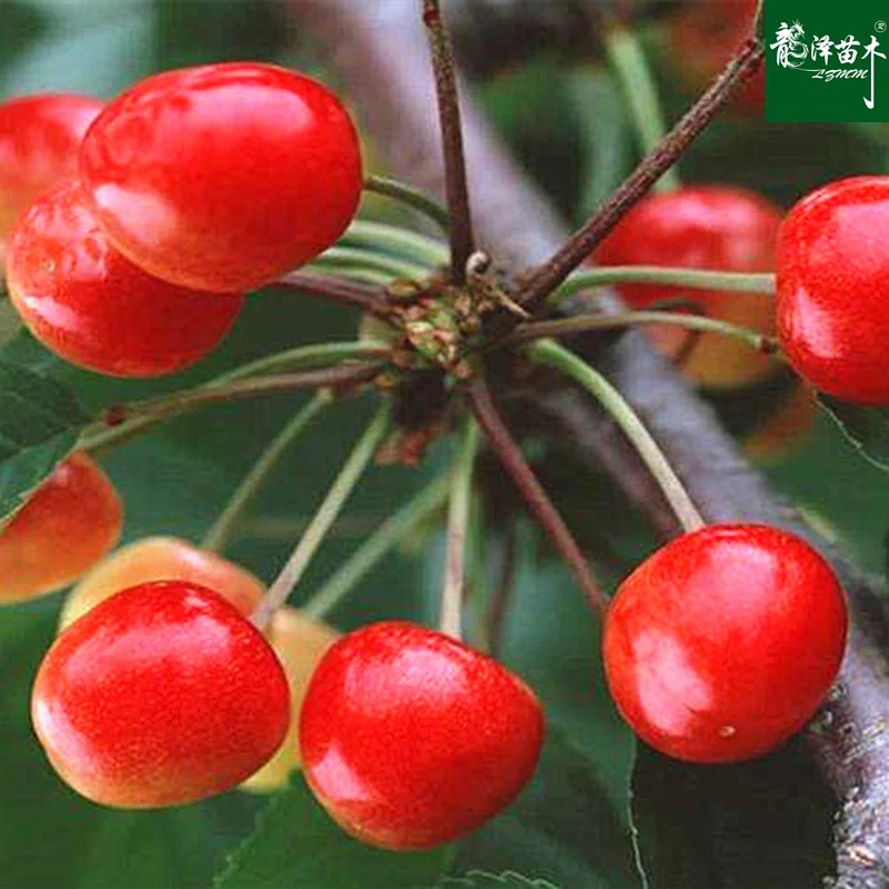 果树苗大樱桃树苗南北方种植当年结果盆栽地栽超甜四