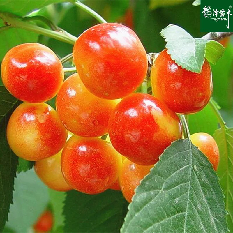 果树苗大樱桃树苗南北方种植当年结果盆栽地栽超甜四