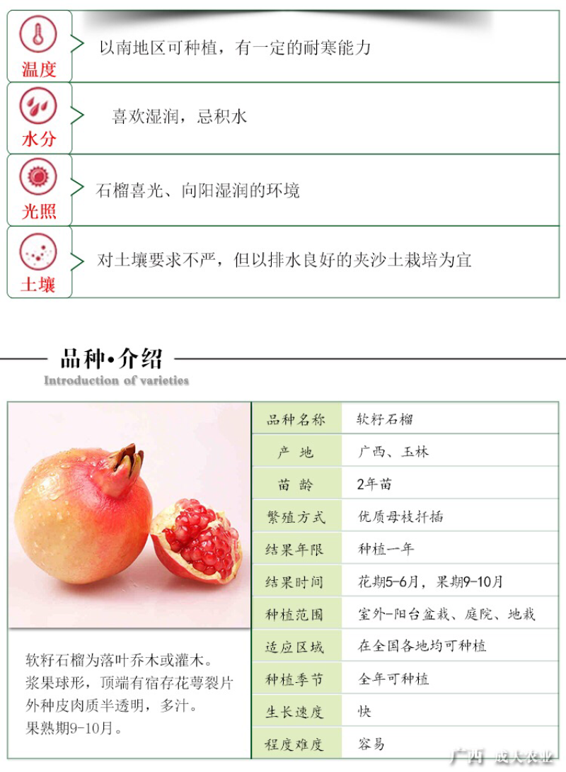 石榴树苗软籽石榴树苗南方北方种植当年结果果树苗庭院盆