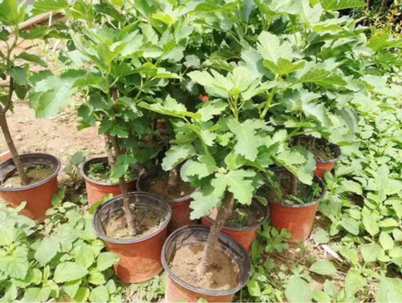 果树苗无花果树苗盆栽地栽南方北方种植当年结果无花果树