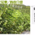 果树苗无花果树苗盆栽地栽南方北方种植当年结果无花果树