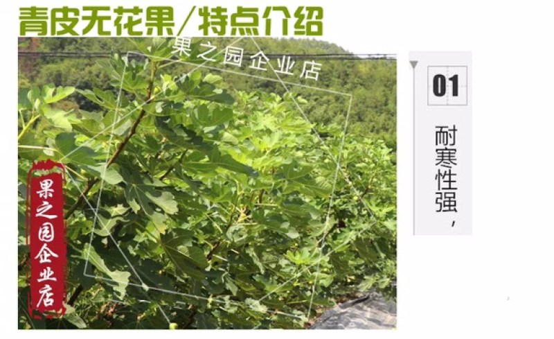 果树苗无花果树苗盆栽地栽南方北方种植当年结果无花果树