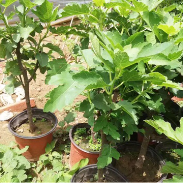 果树苗无花果树苗盆栽地栽南方北方种植当年结果无花果树