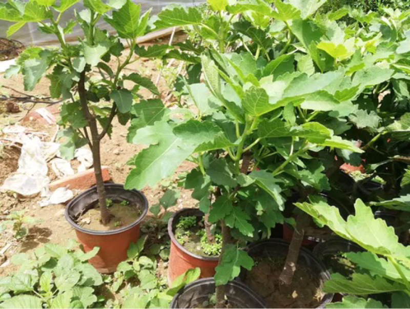 果树苗无花果树苗盆栽地栽南方北方种植当年结果无花果树