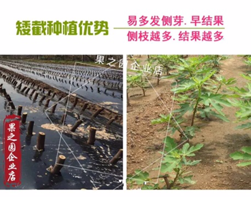 果树苗无花果树苗盆栽地栽南方北方种植当年结果无花果树