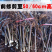 果树苗无花果树苗盆栽地栽南方北方种植当年结果无花果树