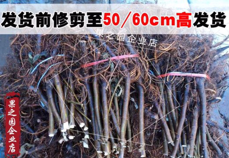 果树苗无花果树苗盆栽地栽南方北方种植当年结果无花果树
