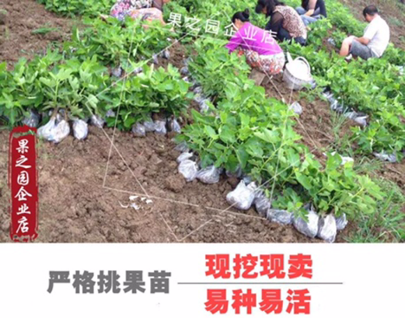 果树苗无花果树苗盆栽地栽南方北方种植当年结果无花果树