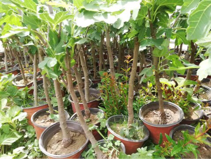 果树苗无花果树苗盆栽地栽南方北方种植当年结果无花果树