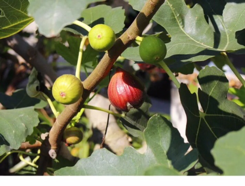果树苗无花果树苗盆栽地栽南方北方种植当年结果无花果树