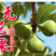 果树苗无花果树苗盆栽地栽南方北方种植当年结果无花果树