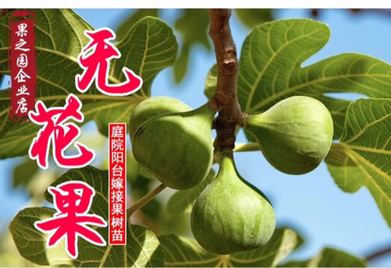 果树苗无花果树苗盆栽地栽南方北方种植当年结果无花果树