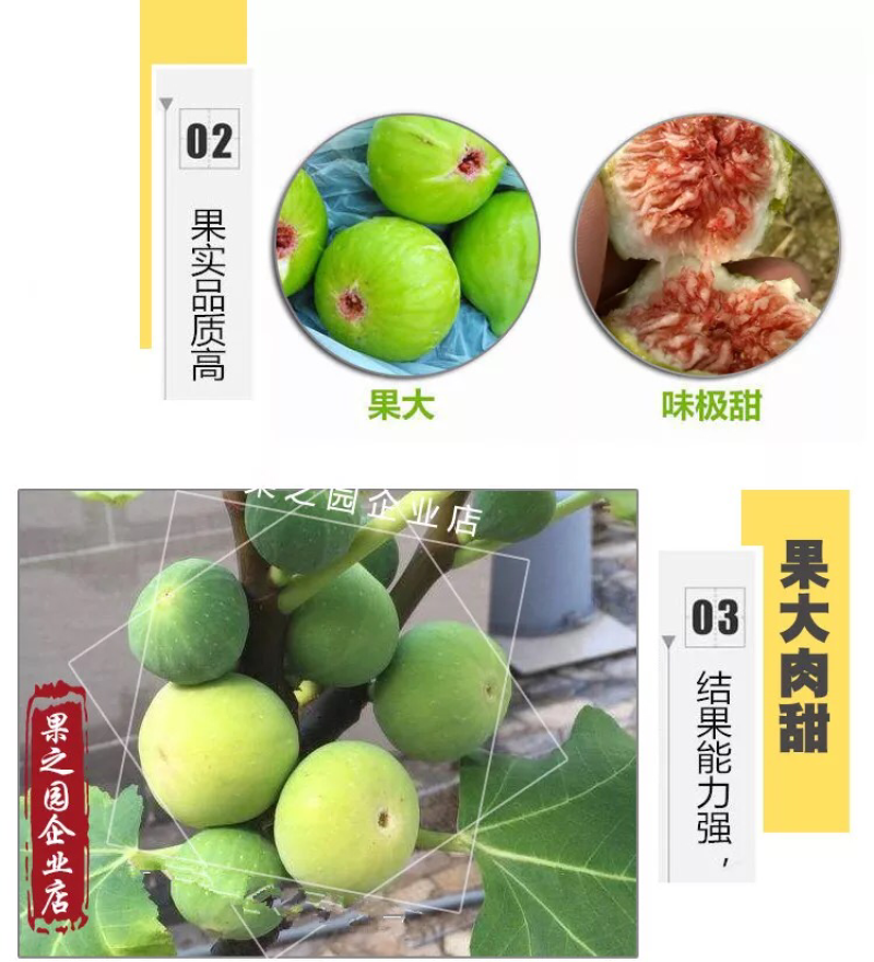 果树苗无花果树苗盆栽地栽南方北方种植当年结果无花果树