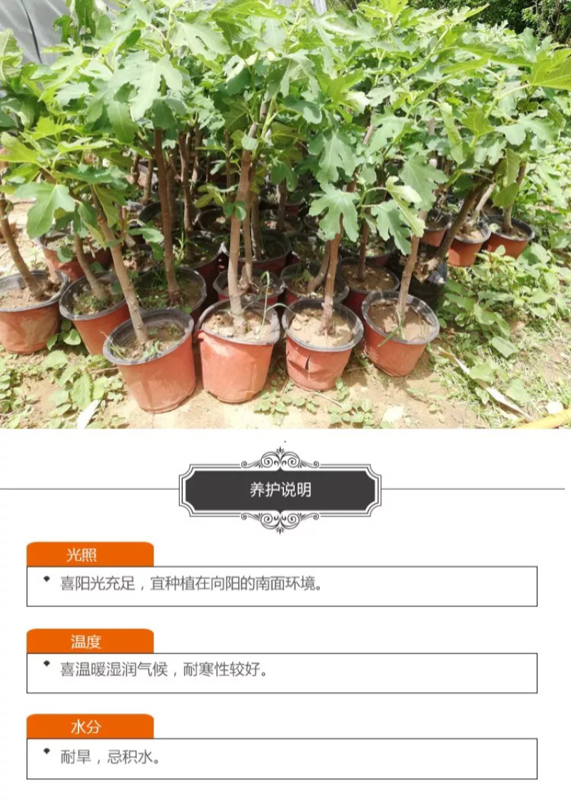 果树苗无花果树苗盆栽地栽南方北方种植当年结果无花果树