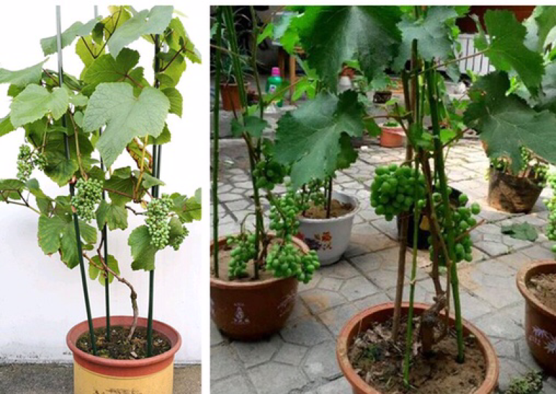 葡萄苗果树树苗盆栽地栽爬藤庭院南方北方种植嫁接苗当年结果