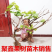 葡萄苗果树树苗盆栽地栽爬藤庭院南方北方种植嫁接苗当年结果