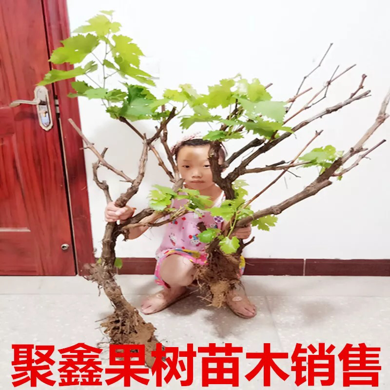 葡萄苗果树树苗盆栽地栽爬藤庭院南方北方种植嫁接苗当年结果