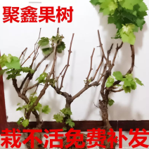 葡萄苗果树树苗盆栽地栽爬藤庭院南方北方种植嫁接苗当年结果