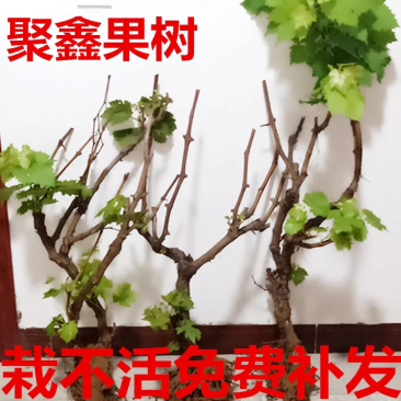 葡萄苗果树树苗盆栽地栽爬藤庭院南方北方种植嫁接苗当年结果