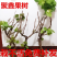 葡萄苗果树树苗盆栽地栽爬藤庭院南方北方种植嫁接苗当年结果