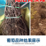 葡萄苗果树树苗盆栽地栽爬藤庭院南方北方种植嫁接苗当年结果