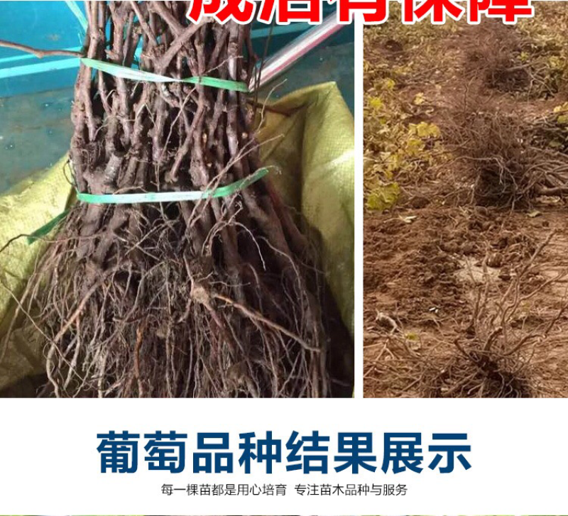 葡萄苗果树树苗盆栽地栽爬藤庭院南方北方种植嫁接苗当年结果