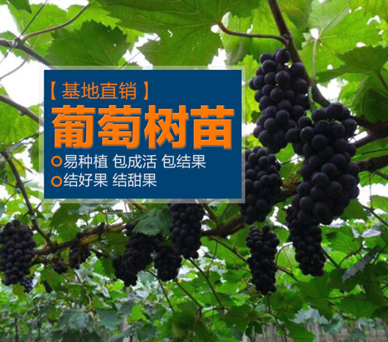葡萄苗果树树苗盆栽地栽爬藤庭院南方北方种植嫁接苗当年结果