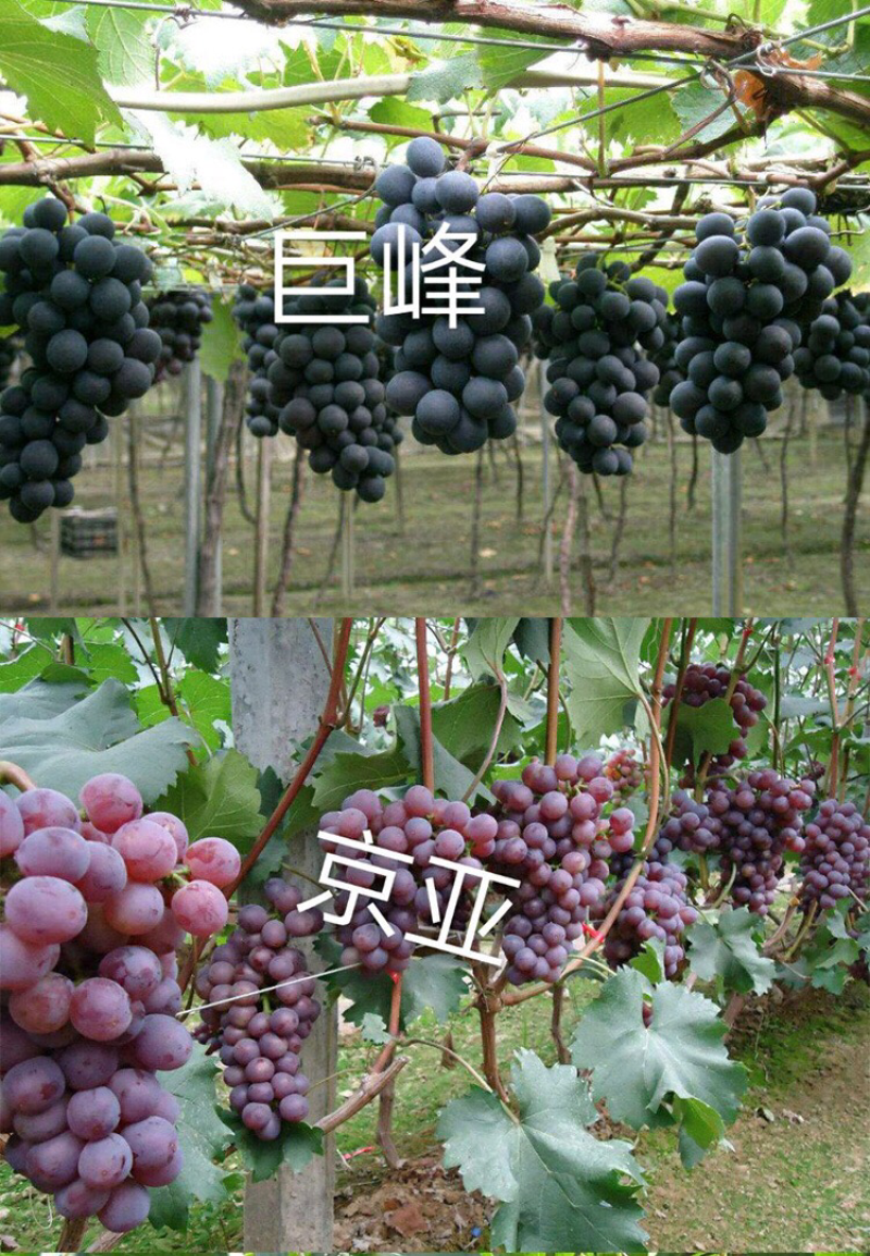 葡萄苗果树树苗盆栽地栽爬藤庭院南方北方种植嫁接苗当年结果