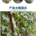 葡萄苗果树树苗盆栽地栽爬藤庭院南方北方种植嫁接苗当年结果