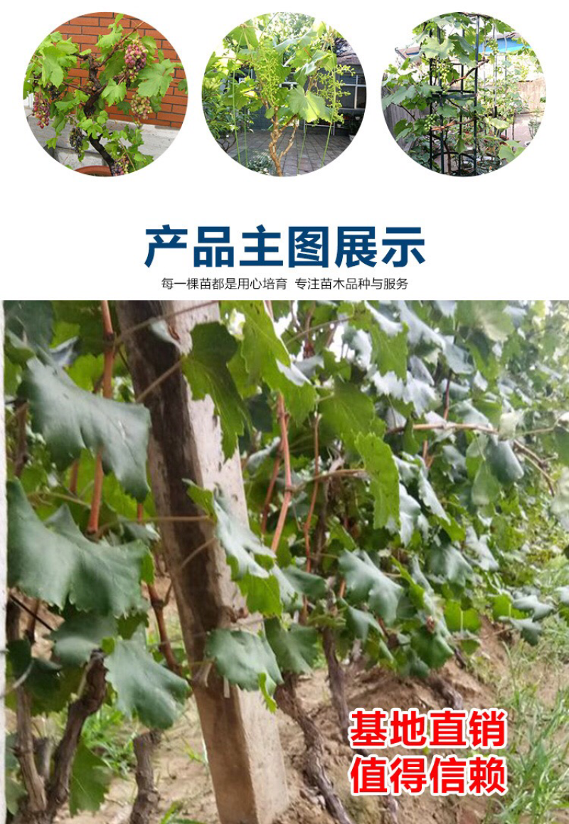 葡萄苗果树树苗盆栽地栽爬藤庭院南方北方种植嫁接苗当年结果
