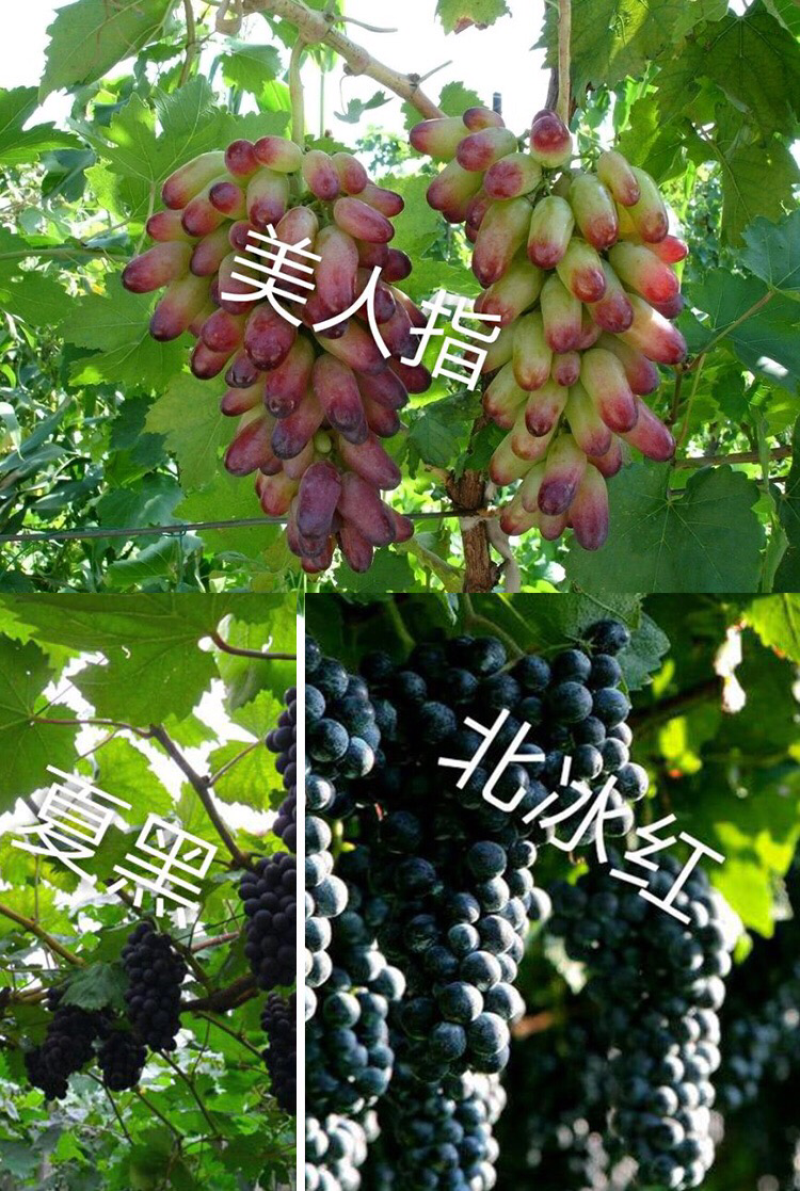 葡萄苗果树树苗盆栽地栽爬藤庭院南方北方种植嫁接苗当年结果