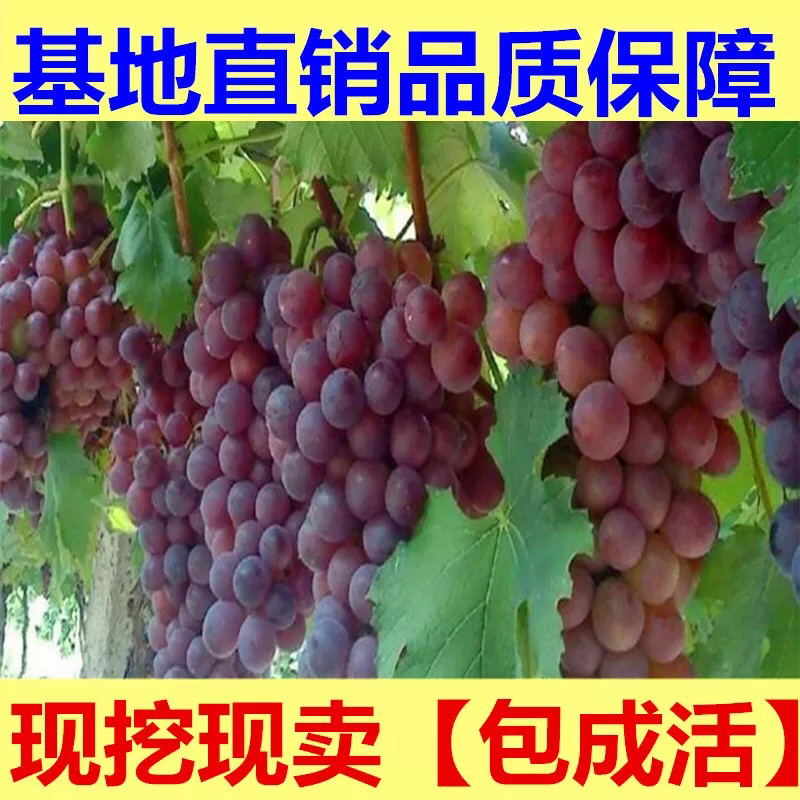 葡萄苗果树树苗盆栽地栽爬藤庭院南方北方种植嫁接苗当年结果