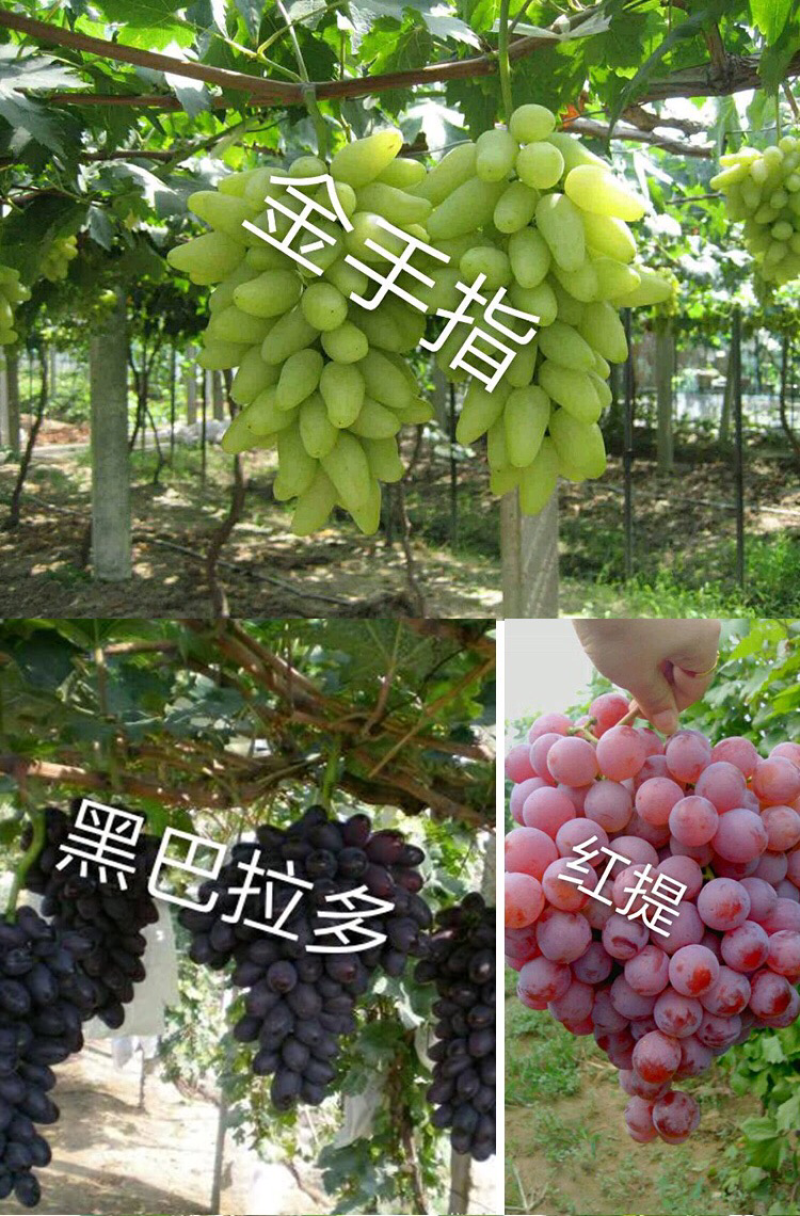 葡萄苗果树树苗盆栽地栽爬藤庭院南方北方种植嫁接苗当年结果