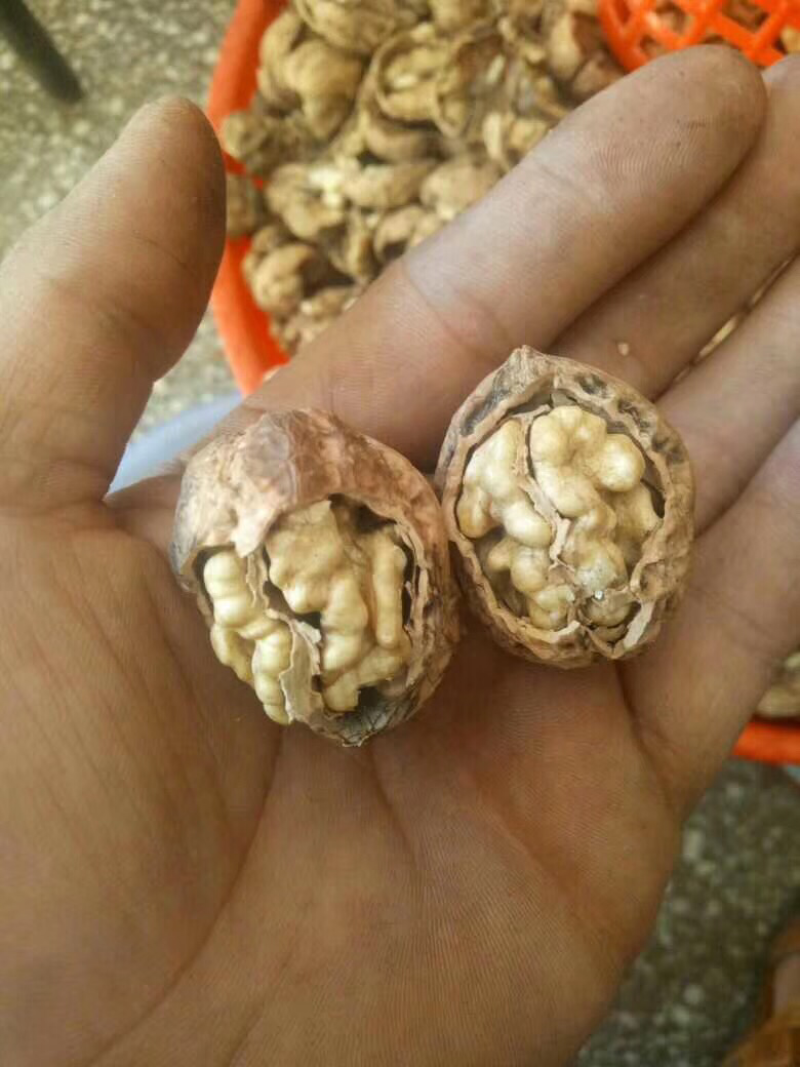 云南山白皮坚果干果核桃