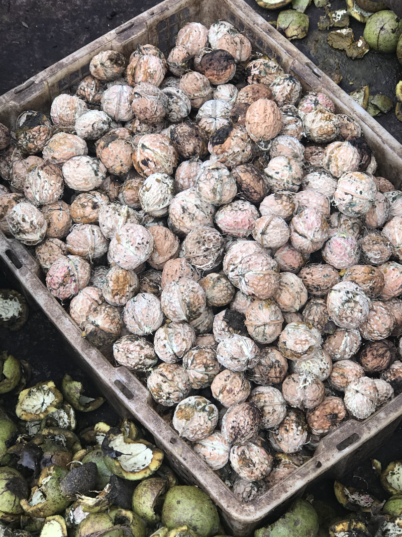 云南山白皮坚果干果核桃