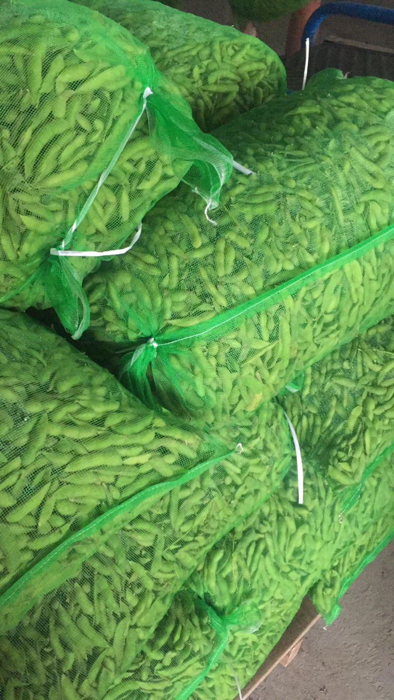 翠绿宝毛豆5月底大量上市水洗冷库一条龙