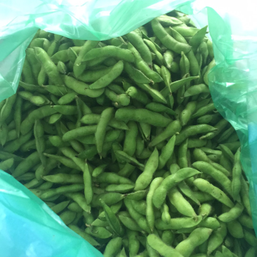 翠绿宝毛豆5月底大量上市水洗冷库一条龙